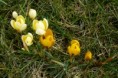 /album/galerie-de-photos/crocus-4-jpg/